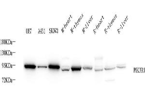 Western Blot analysis of various samples using PI 3 kinase p85 alpha Polyclonal Antibody at dilution of 1:1000. (PIK3R1 Antikörper)