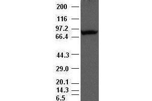 Western Blotting (WB) image for anti-Periostin (POSTN) (AA 1-230) antibody (ABIN1490615) (Periostin Antikörper  (AA 1-230))