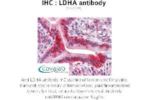 Image no. 2 for anti-Lactate Dehydrogenase A (LDHA) antibody (ABIN1724372) (Lactate Dehydrogenase A Antikörper)