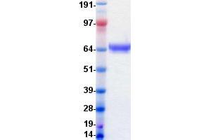 Validation with Western Blot (EPH Receptor A7 Protein (EPHA7) (DYKDDDDK-His Tag))