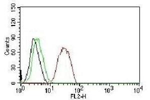 FACS testing of MCF-7 cells:  Black=cells alone (ESR2 Antikörper  (C-Term))