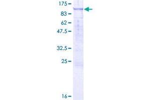 RASAL1 Protein (AA 1-776) (GST tag)