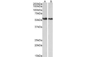 ABIN2561121 (0. (Annexin A11 Antikörper  (N-Term))