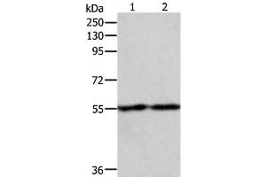 Western Blot analysis of RAW264. (EGR1 Antikörper)