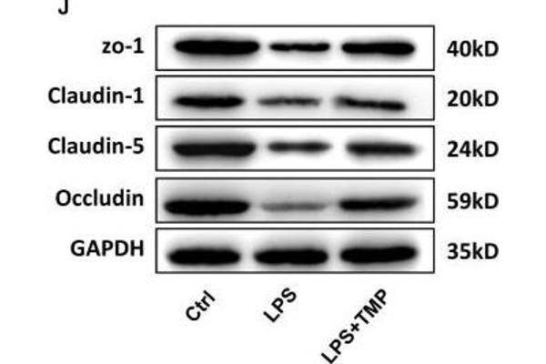 Occludin Antikörper  (AA 263-522)