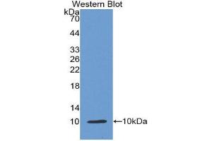 Western Blotting (WB) image for anti-Insulin (INS) (AA 25-110) antibody (ABIN1868717) (Insulin Antikörper  (AA 25-110))