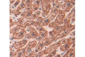 Used in DAB staining on fromalin fixed paraffin- embedded liver tissue (CHN2 Antikörper  (AA 1-264))