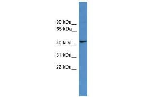 TAAR5 antibody used at 0. (TAAR5 Antikörper  (Middle Region))