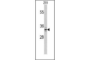 Western blot analysis of T1 Antibody (C-term) (ABIN389117 and ABIN2839303) in 293 cell line lysates (35 μg/lane). (PPT1 Antikörper  (C-Term))
