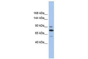 KIF23 antibody used at 1 ug/ml to detect target protein. (KIF23 Antikörper  (Middle Region))