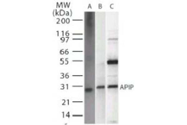 APIP Antikörper