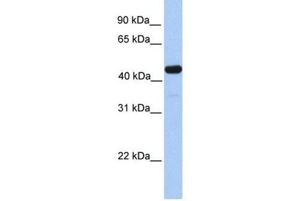 GAL3ST3 Antikörper  (C-Term)