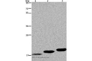 Western blot analysis of Mouse skeletal muscle, heart and bladder tissue, using MYL12B Polyclonal Antibody at dilution of 1:450 (MYL12B Antikörper)