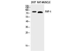 Western Blot analysis of Rat muscle, 293T using FAP Polyclonal Antibody at dilution of 1:2000. (FAP Antikörper)