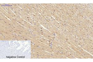 Immunohistochemical analysis of paraffin-embedded rat heart tissue. (SYN1 Antikörper)