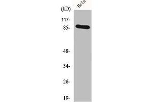 Western Blot analysis of HeLa cells using HSP90A Polyclonal Antibody (HSP9AA1 (C-Term) Antikörper)