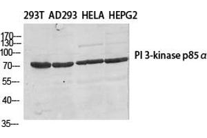 Western Blot analysis of various cells using PI 3-kinase p85β Polyclonal Antibody diluted at 1:500. (PIK3R2 Antikörper)