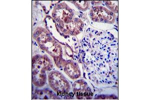 P Antibody (C-term ) 6306c immunohistochemistry analysis in formalin fixed and paraffin embedded human kidney tissue followed by peroxidase conjugation of the secondary antibody and DAB staining. (APP Antikörper  (C-Term))