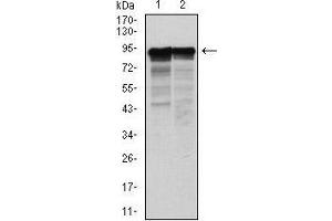 Western Blotting (WB) image for anti-Neurofilament, Light Polypeptide (NEFL) antibody (ABIN1108417) (NEFL Antikörper)