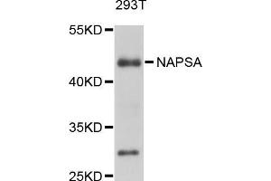 Western blot analysis of extracts of 293T cells, using NAPSA antibody (ABIN5998306) at 1/1000 dilution. (NAPSA Antikörper)