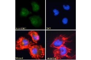 ABIN6391346 Immunofluorescence analysis of paraformaldehyde fixed U251 cells, permeabilized with 0. (Cyclin T1 Antikörper  (Internal Region))