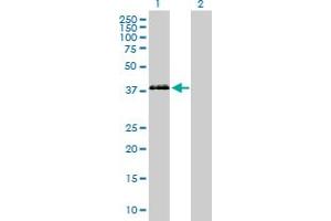 Western Blot analysis of PON3 expression in transfected 293T cell line by PON3 MaxPab polyclonal antibody. (PON3 Antikörper  (AA 1-354))