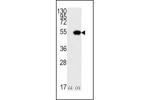 Western blot analysis of TP53(arrow) using rabbit polyclonal p53 Antibdoy (S15) (ABIN390201 and ABIN2840688). (p53 Antikörper  (AA 1-30))