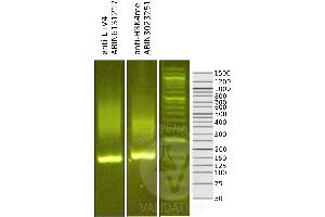 Cleavage Under Targets and Release Using Nuclease (CUT&RUN) image for anti-Ets Variant 4 (ETV4) (AA 1-207) antibody (ABIN6140332)