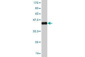 Western Blotting (WB) image for anti-SMAD, Mothers Against DPP Homolog 2 (SMAD2) (AA 181-280) antibody (ABIN517619)