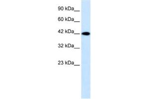 Western Blotting (WB) image for anti-Purinergic Receptor P2X, Ligand Gated Ion Channel 2 (P2RX2) antibody (ABIN2461161) (P2RX2 Antikörper)