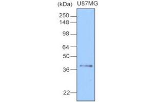 Western Blotting (WB) image for anti-Clusterin (CLU) antibody (ABIN361033) (Clusterin Antikörper)