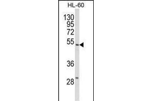 Western blot analysis of SELENBP1 Antibody (C-term) (ABIN652814 and ABIN2842531) in HL-60 cell line lysates (35 μg/lane). (SELENBP1 Antikörper  (C-Term))