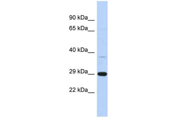 C1ORF74 Antikörper  (N-Term)