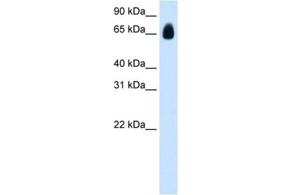 TRIM32 Antikörper  (C-Term)