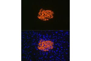 Immunofluorescence analysis of mouse pancreas using IGFBP7 Rabbit mAb (ABIN7267910) at dilution of 1:100 (40x lens). (IGFBP7 Antikörper)