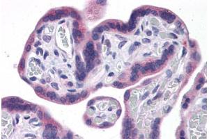 Human Placenta: Formalin-Fixed, Paraffin-Embedded (FFPE) (IDO1 Antikörper  (AA 1-404))