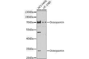 Western blot analysis of extracts of various cell lines, using Osteopontin antibody (ABIN6132293, ABIN6148377, ABIN6148379 and ABIN6218289) at 1:1000 dilution. (Osteopontin Antikörper  (AA 106-205))