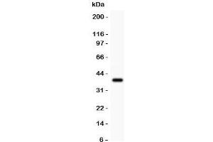 Western blot testing of Crk antibody and recombinant human protein (0. (Crk Antikörper  (AA 2-246))