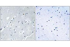 Immunohistochemistry analysis of paraffin-embedded human brain tissue, using Histone H2B Antibody. (Histone H2B Antikörper  (AA 1-50))