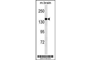 MED14 Antibody ABIN1539882 western blot analysis in mouse brain tissue lysates (35 μg/lane). (MED14 Antikörper)