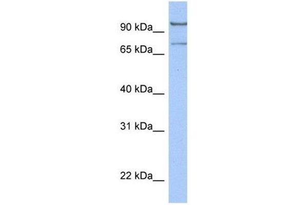 LCMT2 Antikörper  (C-Term)