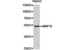 Western Blotting (WB) image for anti-Matrix Metallopeptidase 10 (Stromelysin 2) (MMP10) antibody (ABIN1873714) (MMP10 Antikörper)