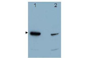 Image no. 1 for anti-Programmed Cell Death 4 (PDCD4) (C-Term) antibody (ABIN318336) (PDCD4 Antikörper  (C-Term))