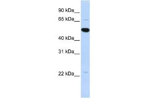 Western Blotting (WB) image for anti-rho GTPase Activating Protein 36 (ARHGAP36) antibody (ABIN2459574) (ARHGAP36 Antikörper)