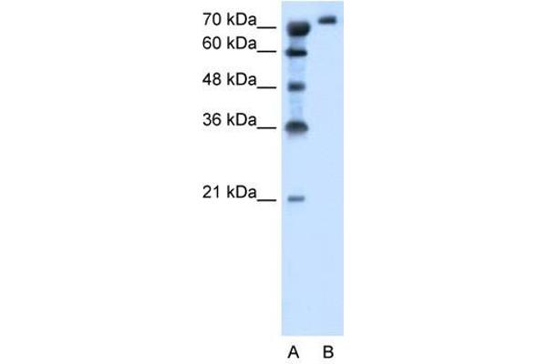 SLC6A18 Antikörper  (Middle Region)