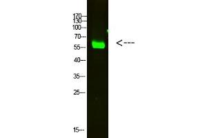 Western Blot analysis of HELA cells using primary antibody diluted at 1:2000 (4 °C overnight). (OASL Antikörper  (AA 1-50))