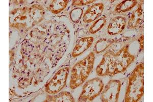 IHC image of ABIN7148842 diluted at 1:400 and staining in paraffin-embedded human kidney tissue performed on a Leica BondTM system. (CDK1 Antikörper  (AA 9-101))