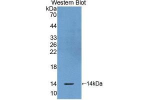 Western Blotting (WB) image for anti-Olfactomedin 4 (OLFM4) antibody (Biotin) (ABIN1172482) (Olfactomedin 4 Antikörper  (Biotin))