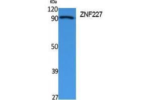 Western Blotting (WB) image for anti-Zinc Finger Protein 227 (ZNF227) (Internal Region) antibody (ABIN3178116) (ZNF227 Antikörper  (Internal Region))