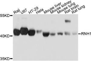 Western blot analysis of extracts of various cell lines, using RNH1 antibody (ABIN5972239) at 1/1000 dilution. (RNH1 Antikörper)